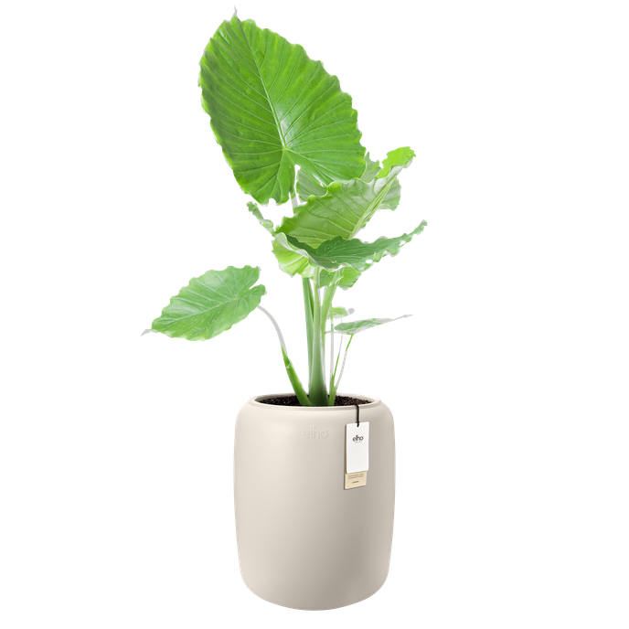 amber beads medium 40cm bianco lino